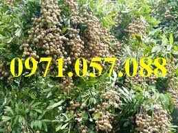 Cây giống nhãn sớm